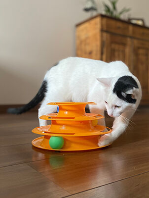 cat playing with ball in track toy cat playing with ball in track toy